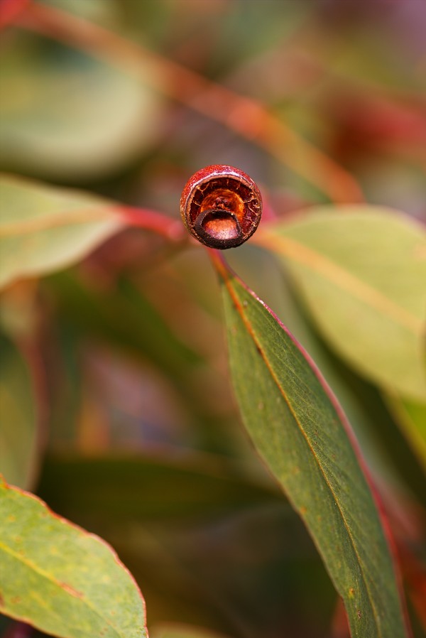 Eucalyptus Leaves And Gumnut by Joy Watson
